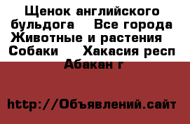 Щенок английского бульдога  - Все города Животные и растения » Собаки   . Хакасия респ.,Абакан г.